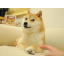 DOGE