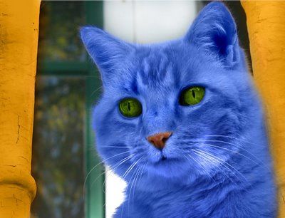 BLUECAT