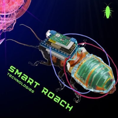 ROACH