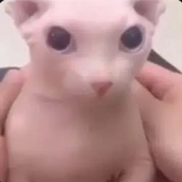 Bingus