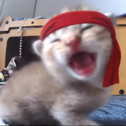 Kitty