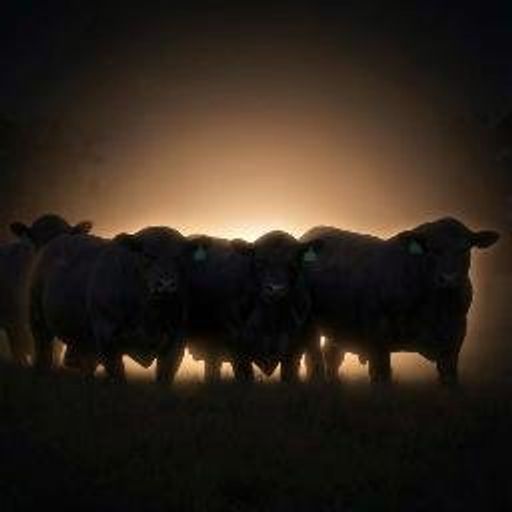 HERD