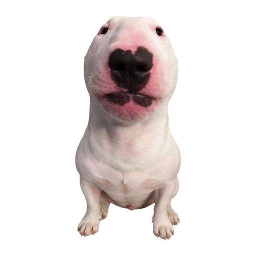 DOGCASH