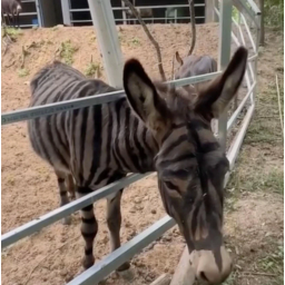 chinzebra