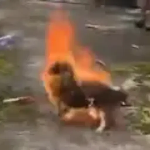 冬冬