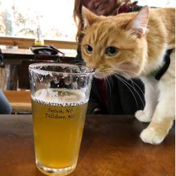 DUI Cat