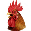 COCK
