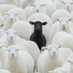 BlackSheep