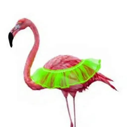 flamingo