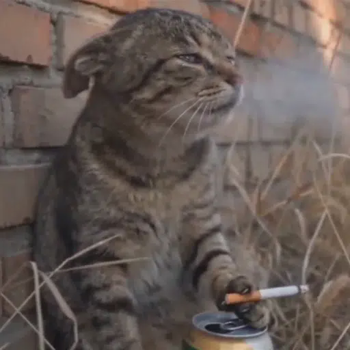 depcat