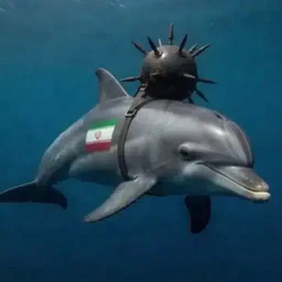 dolphins