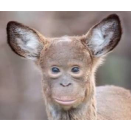 munkey
