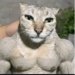 JACKED