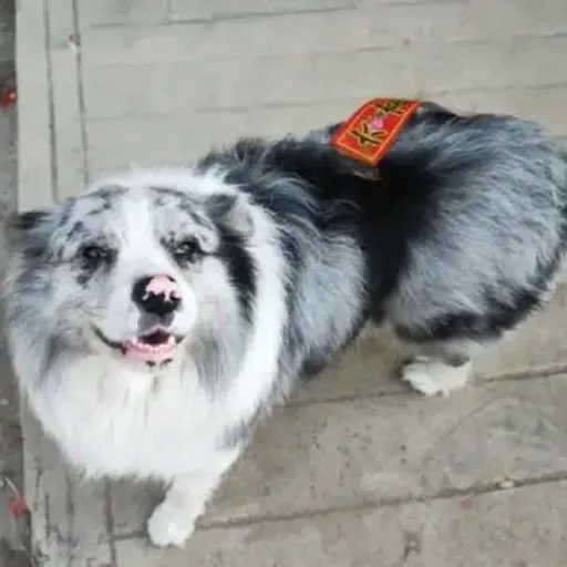 锄头