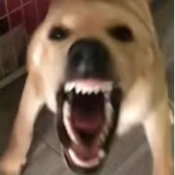 大狗叫