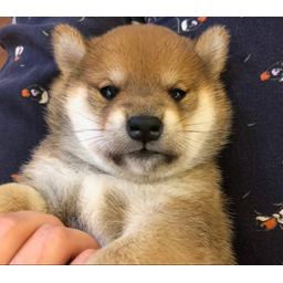 bwif