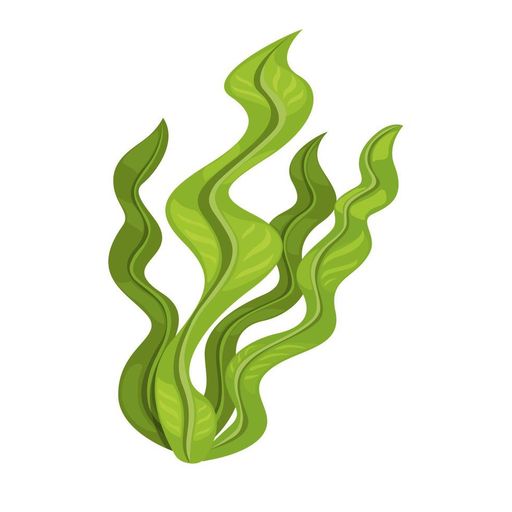KELP