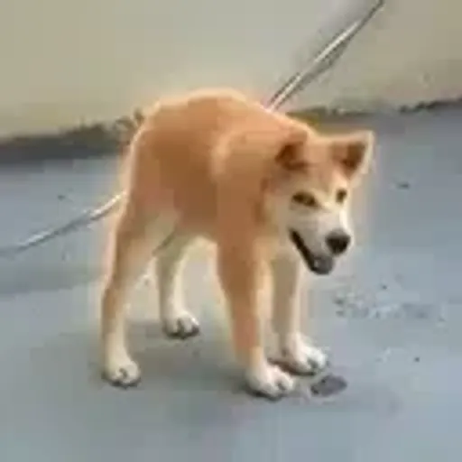 土豆