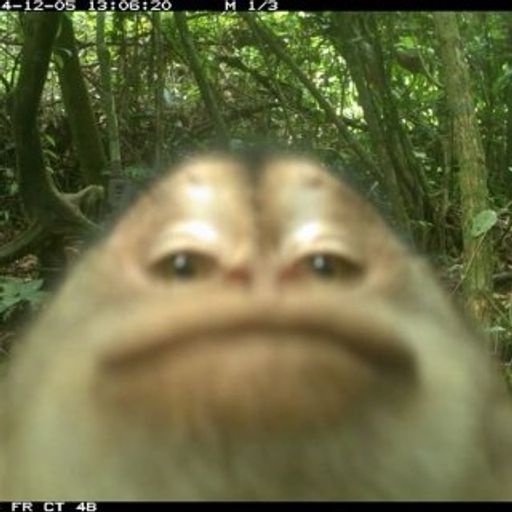 Trailcam