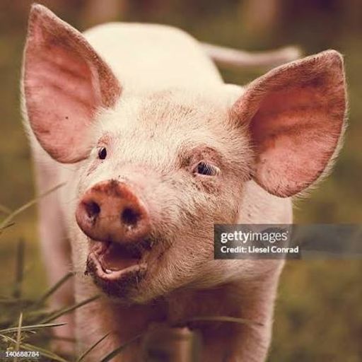 Porka