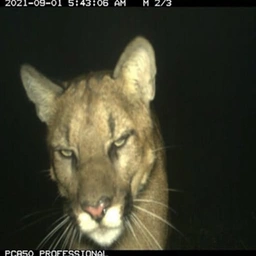 Trailcam