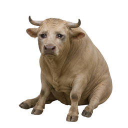 CASHBULL