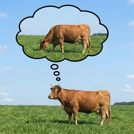COW