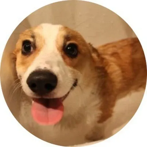 CORGI
