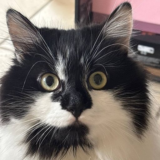 kcat