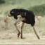 ostrich