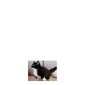 bCAT