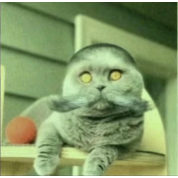 Folkcat