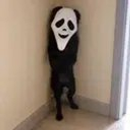 GhostDog
