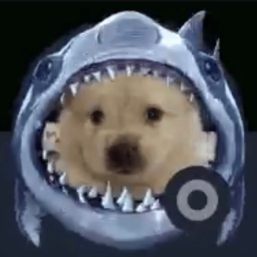 sharkdog