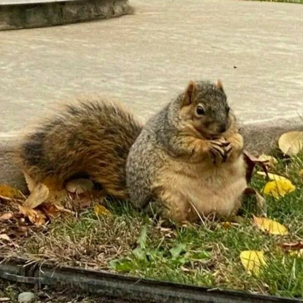 Chubnut