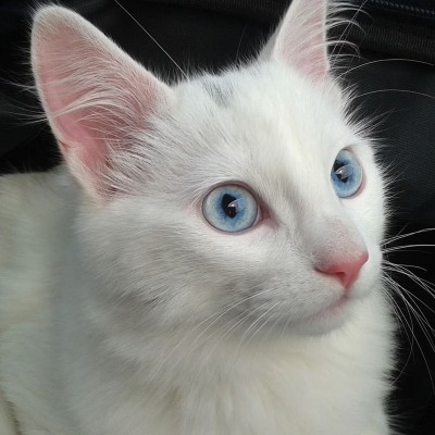 SIRIUS