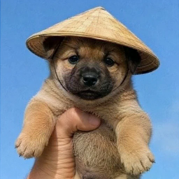 狗