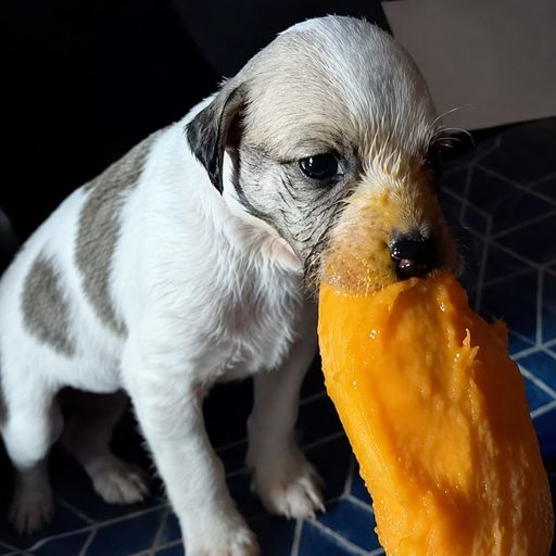 MANGO DOG