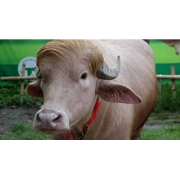 BUFFDON