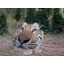 BOOPTIGER
