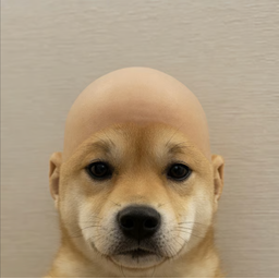 wifout