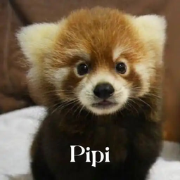 PIPI