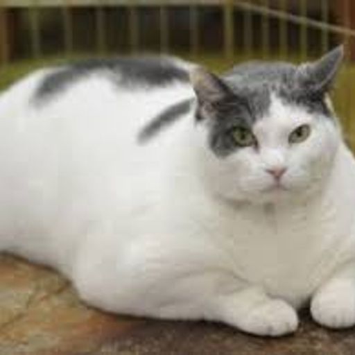 FATCAT