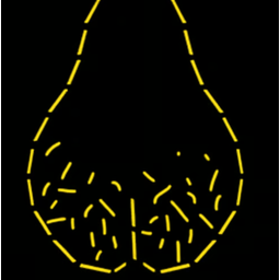Nutsack