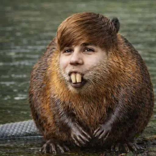 BEAVER