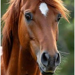 HORSE