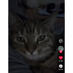 Vibecat
