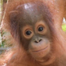 Selfie