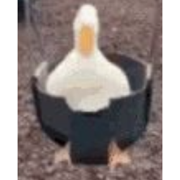 DUCK