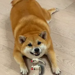 chonk